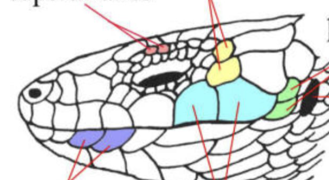 <p>label color regions</p><p>Supercilaries</p><p>Temporals</p><p>Post labials</p><p>ear opening</p><p>supralabials</p><p>infralabials</p>
