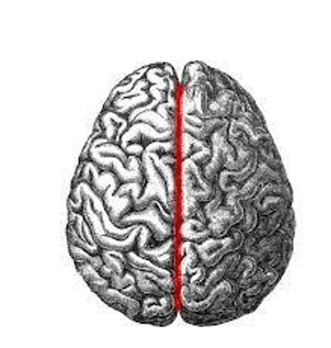 <p>What are the 2 cerebral hemispheres separated by?</p>