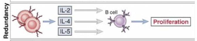 <p>many cytokines have similar actions</p>
