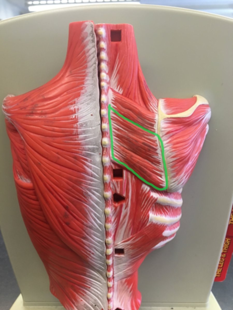 <p>bigger; muscle on the back that connects the scapula with the vertebrae of the spinal column.</p>