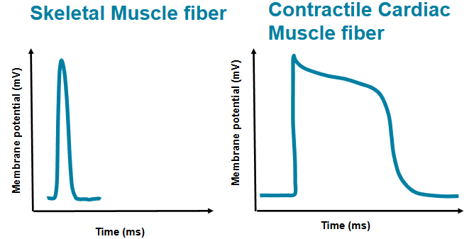 <p>skeletal - action potential is 1-2 milliseconds</p><p>cardiac - AP is &gt;200 milliseconds&nbsp;</p><ul><li><p>plateau - slow Cs2+ entering the cell&nbsp;</p></li><li><p>allows for an effective pump&nbsp;</p></li></ul><p></p>