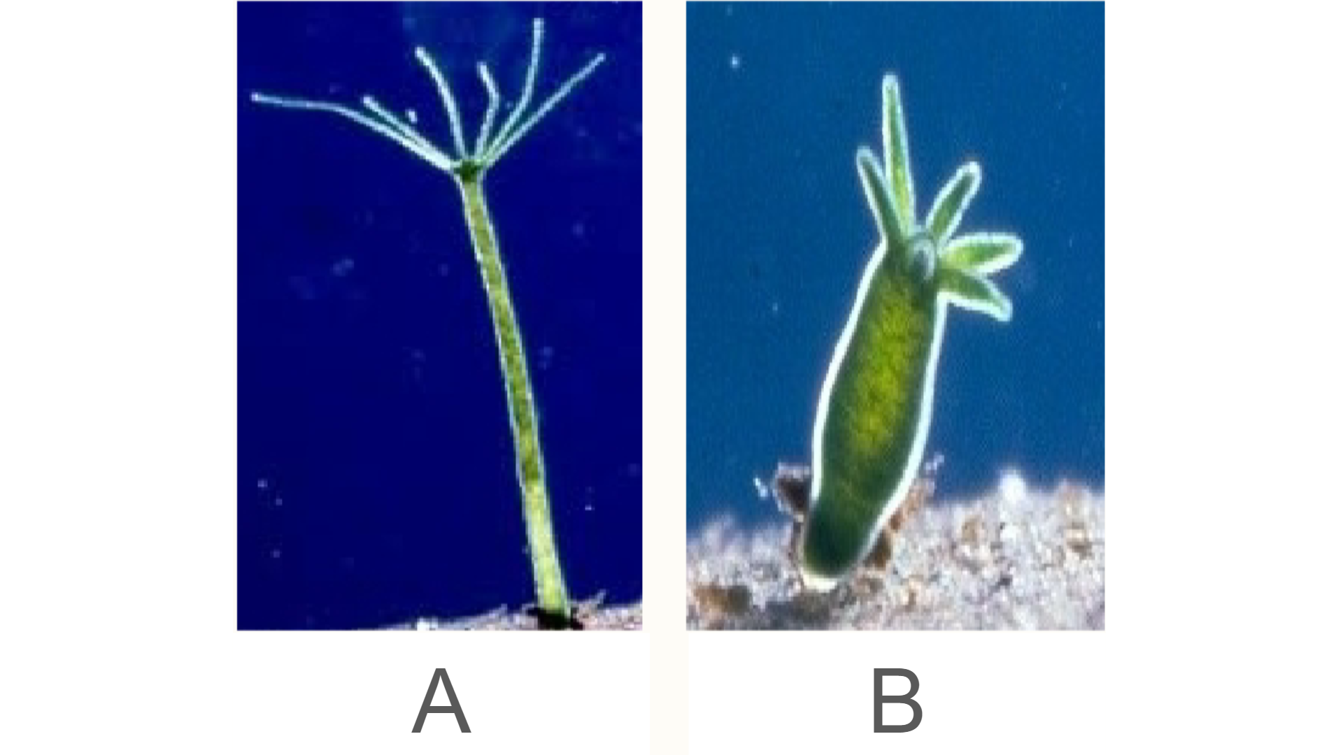 <p>Is Hydra B expanded or contracted?</p>