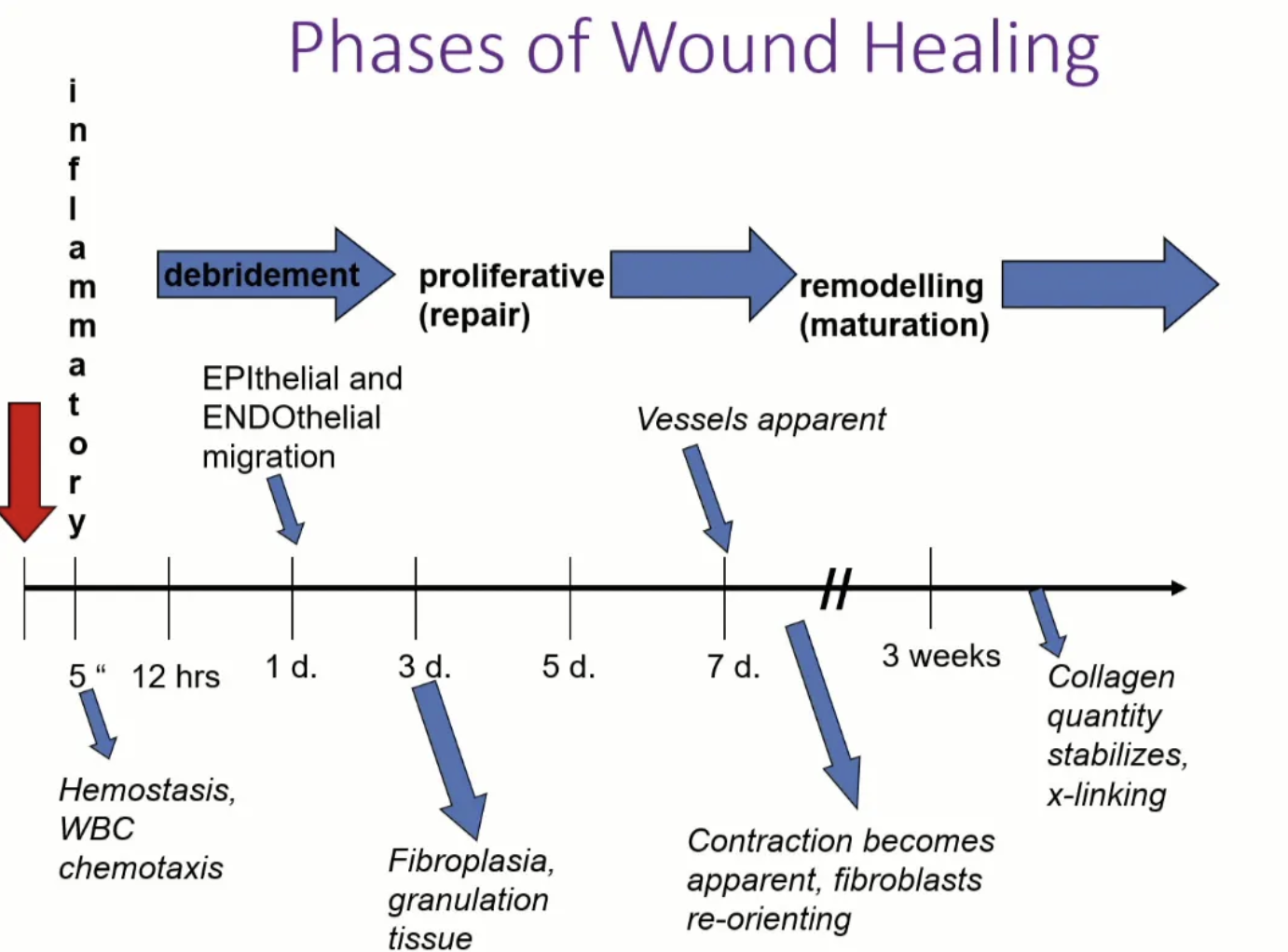 <ol><li><p>Acute inflammatory (lag) phase = Day 0 - 5</p></li><li><p>Debridement phase </p></li><li><p>Proliferative (repair) phase = Day 3 - 14</p></li><li><p>Remodelling (maturation) phase = Week 2 - year 1</p></li></ol><p>Phases overlap and problems arise if one phase is absent or prolonged</p><p></p>