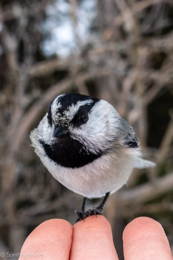 <p><em>Mountain</em> Chickadee</p>