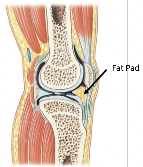 <p><strong>Fat Pads</strong></p><ul><li><p>Usually found around the periphery of the joint</p></li><li><p>Protect articular cartilages</p></li><li><p>Cushion joint as a whole</p></li></ul>