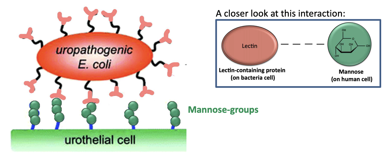 <ul><li><p>Pili/fimbriae (hair-like projections) have lectin proteins at their tips</p></li><li><p>Bind to mannose-containing glycoproteins on urinary tract epithelium</p></li></ul><p></p>