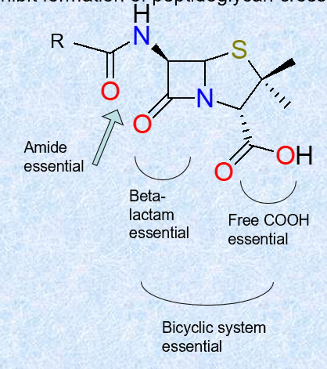 <p>- ring strain</p><p>- highly reactive beta-lactam carbonyl group</p><p>- influence of acyl side chain – incorporate electron-withdrawing groups to reduce sensitivity</p>