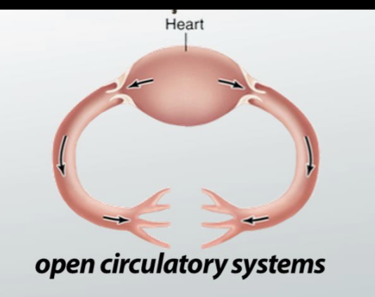 <ul><li><p>open to body cavity of animal (hemoseal)</p></li><li><p>has no arteries</p></li><li><p>has more blood @ low pressure</p></li><li><p>requires less energy for distributing blood </p></li></ul><p></p>