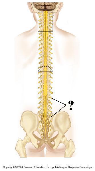 <p><span><span>Identify the indicated structures</span></span></p>