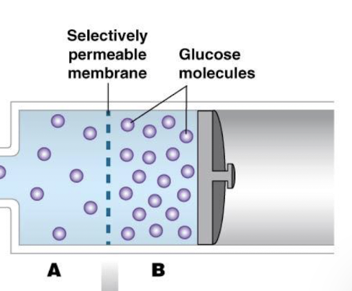<p>describe what will happen to the image with respect to osmosis</p>