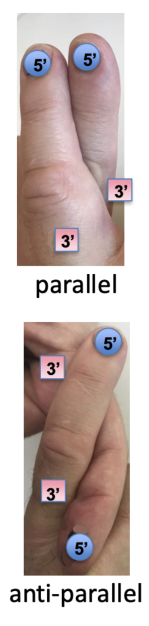 <p>antiparallel </p>