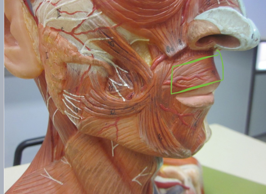 <p>Which muscle </p>