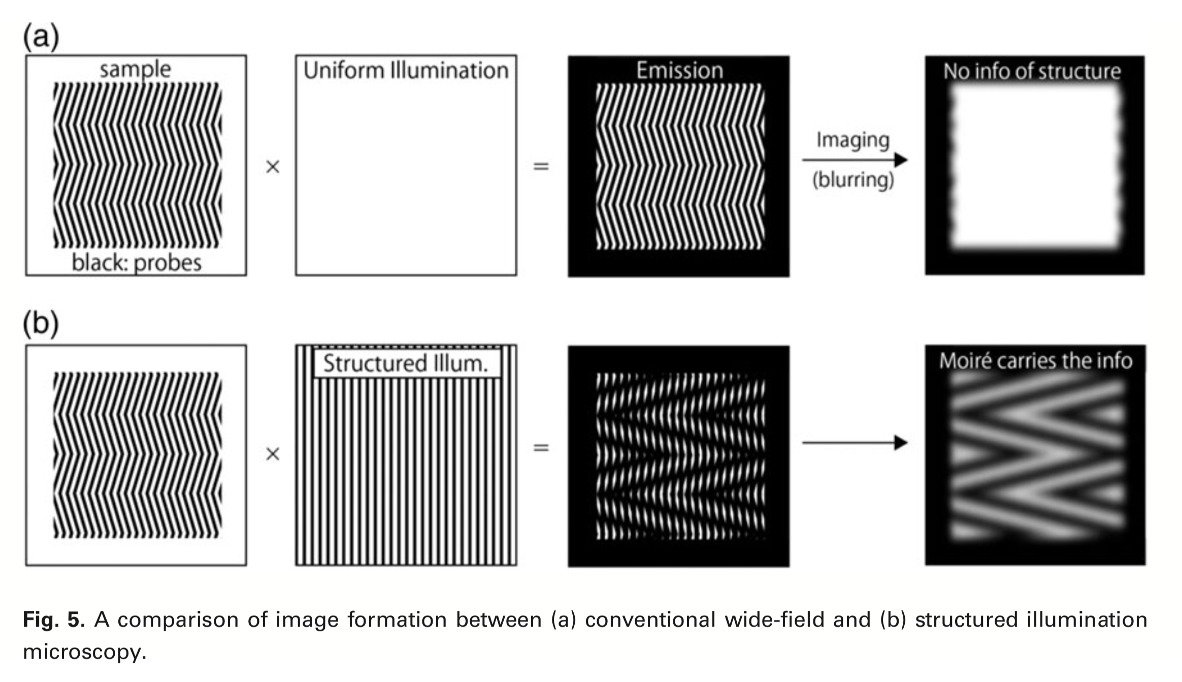 <ol><li><p>Structured Illumintion Microscopy</p><ul><li><p>gentler on live preparations than STED</p></li><li><p>faster than SMLM</p></li><li><p><strong>comutationally complex</strong></p></li><li><p><strong>depth limited to few um</strong></p></li></ul></li></ol><p>How is works:</p><ul><li><p>contrast raw images (below the diffraction limit) from Moire patterns *above the diffraction limit)</p></li><li><p>Take single image in different oritentations to get more and more info of what the original pattern was with computational analysis</p></li></ul><p></p>