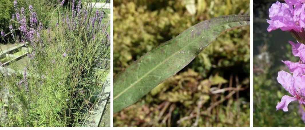<p>purple loosestrife&nbsp;</p>