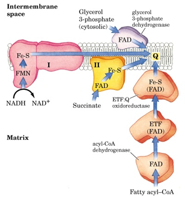 <ul><li><p>Transfer electrons from Coenzyme Q to cytochrome C</p></li><li><p>Pumps 4 H<sup>+</sup> </p></li></ul><p></p>