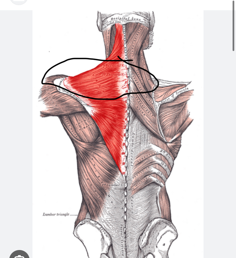 <p>Spiernaam, origo en insertie, functie</p>