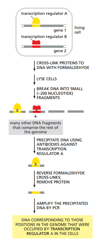 <ul><li><p>Proteins are cross-linked to DNA.</p></li><li><p>Cells are open.</p></li><li><p>DNA is fragmented.</p></li><li><p>Antibodies that recognize a transcription regulator precipitate them and their bound DNA.</p></li><li><p>DNA is sequenced.</p></li></ul><p>Allows us to see which regulation sites are occupied.</p><p></p>