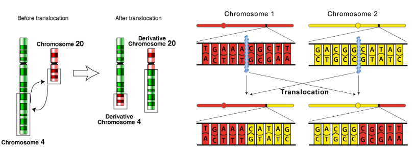 <ul><li><p><strong>what: </strong><span><strong>rearrangements </strong></span>between<span><strong> non-homologous regions</strong></span> of chromosomes (e.g. swapping of arms)</p></li><li><p><strong>outcome:</strong> rearrangement of sequence → i.e. promoter shifted = changes regulation of genes by changing their conditions relative other promoter which can have significant functional effects</p><ul><li><p><span>gene / protein fusions</span></p></li><li><p><span>inactivation</span></p></li><li><p><span>Overexpression</span></p></li></ul></li></ul><p></p>