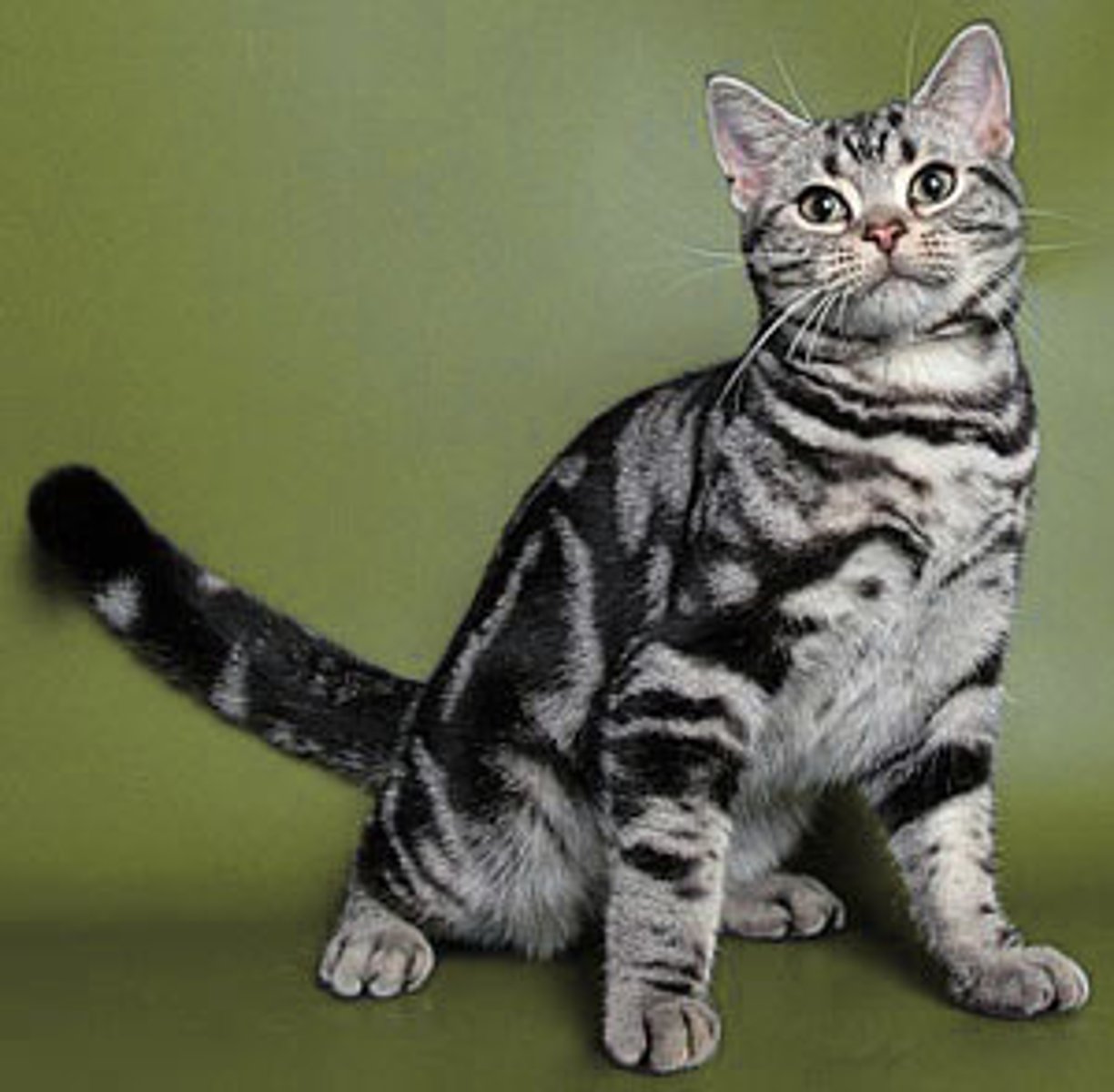 <p>- working cat</p><p>- what most people think of as a cat today</p><p>- british has shorter body and wider head than european</p><p>- american similar to british but long legs and dense coat</p><p>- cobby body type</p>