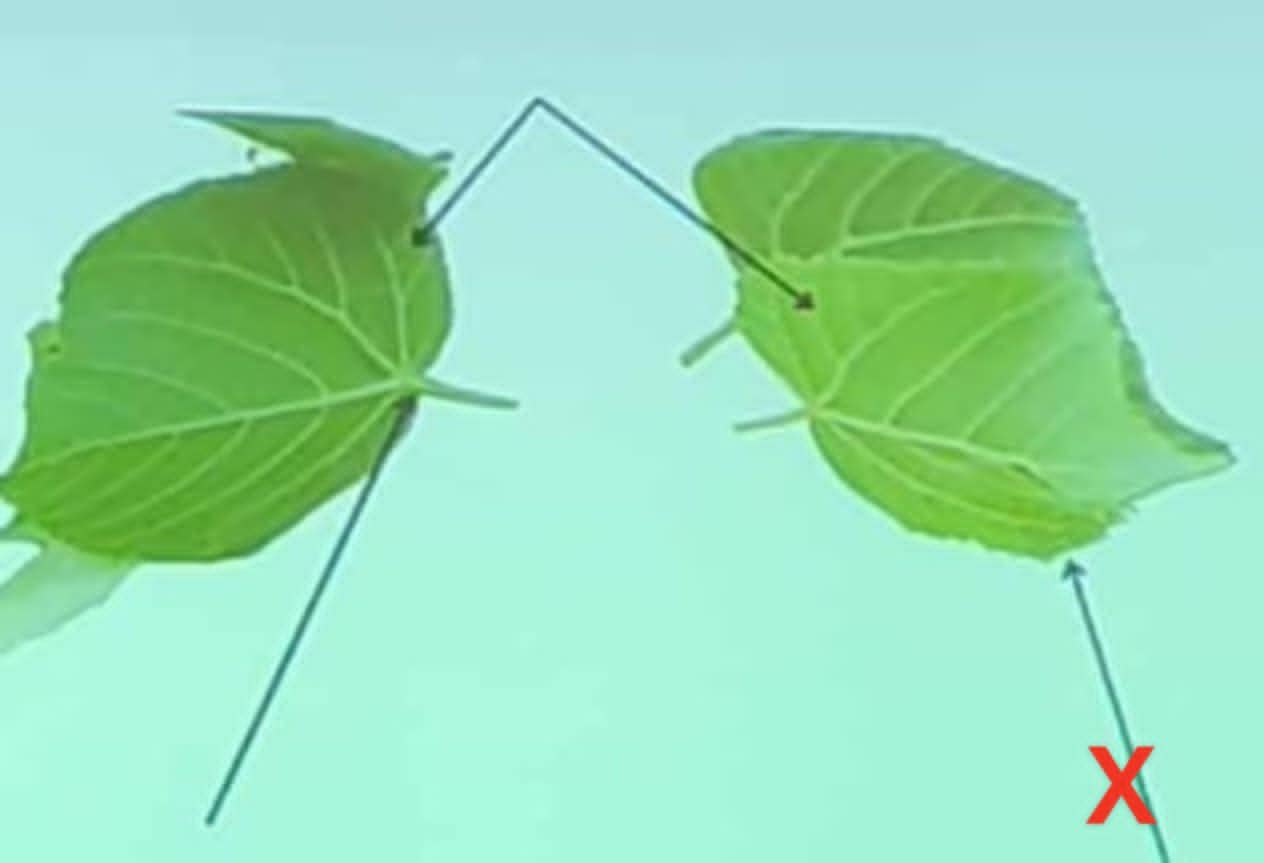 term image