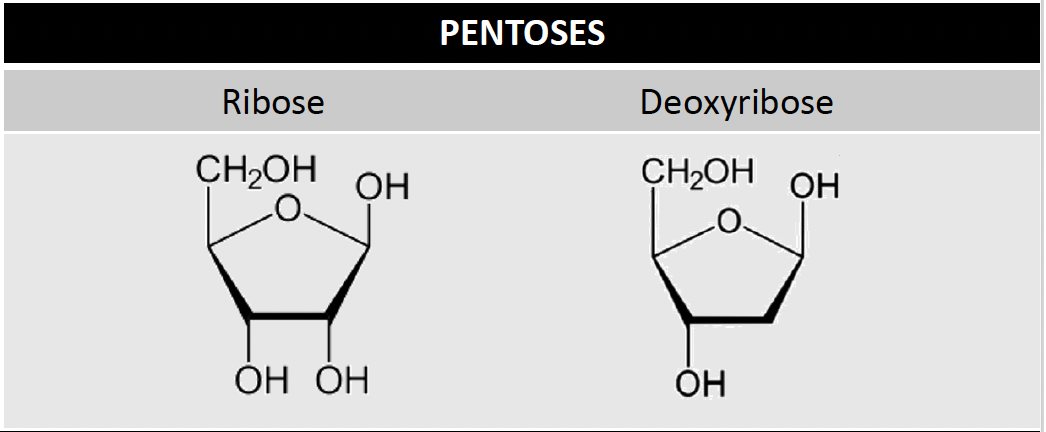 <p>A type of monosaccharide </p>