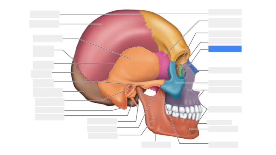 <p>Label the blue highlight</p>