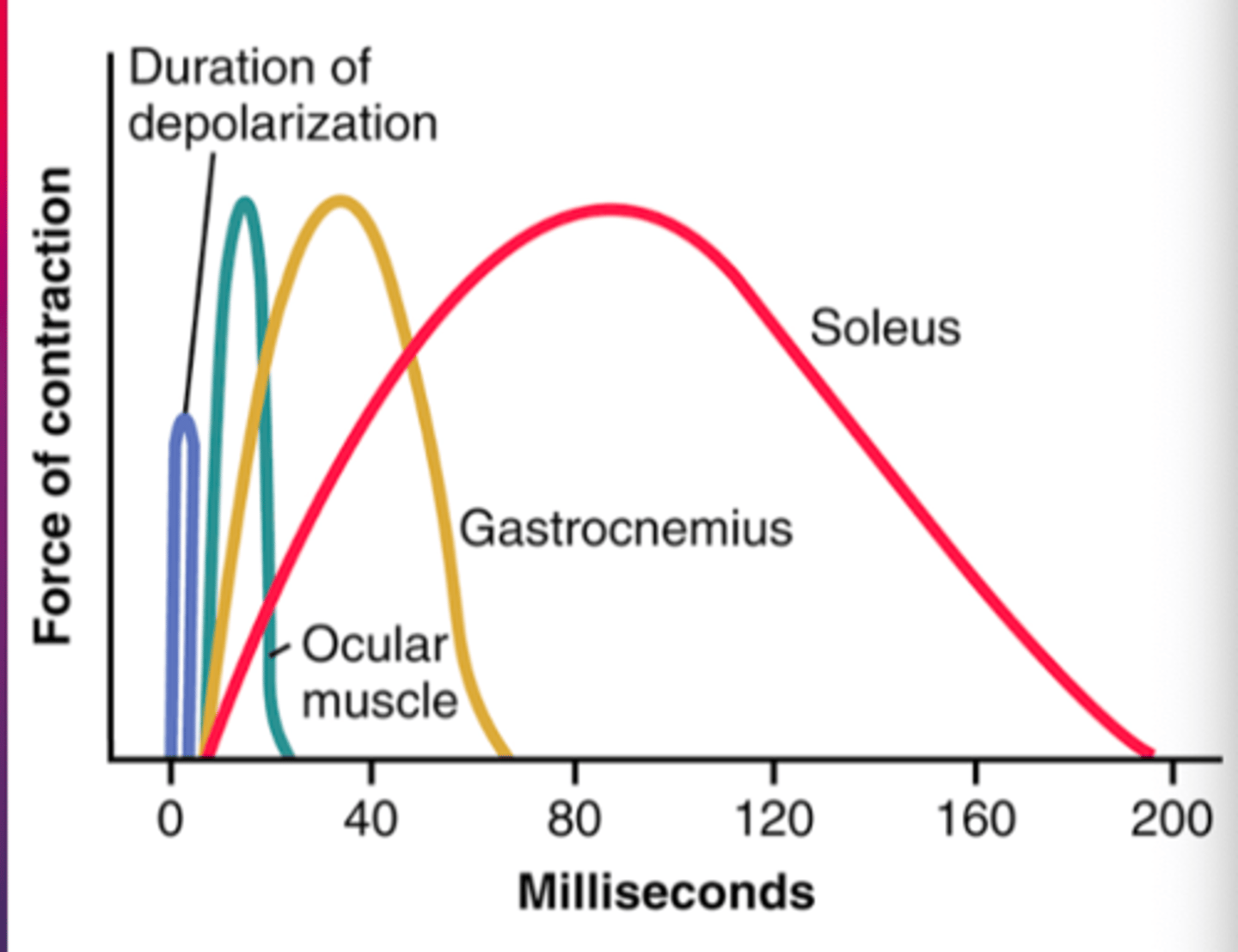 <p>-shows a latent period between action potential (depolarization) and muscle contraction</p><p>Ocular movements must be extremely rapid to maintain fixation of the eyes on specific objects to provide accuracy of vision</p><p>gastrocnemius muscle must contract moderately rapidly to provide sufficient velocity of limb movement for running/jumping</p><p>soleus muscle is concerned principally w/ slow contraction for continual long-term support of body against gravity</p>