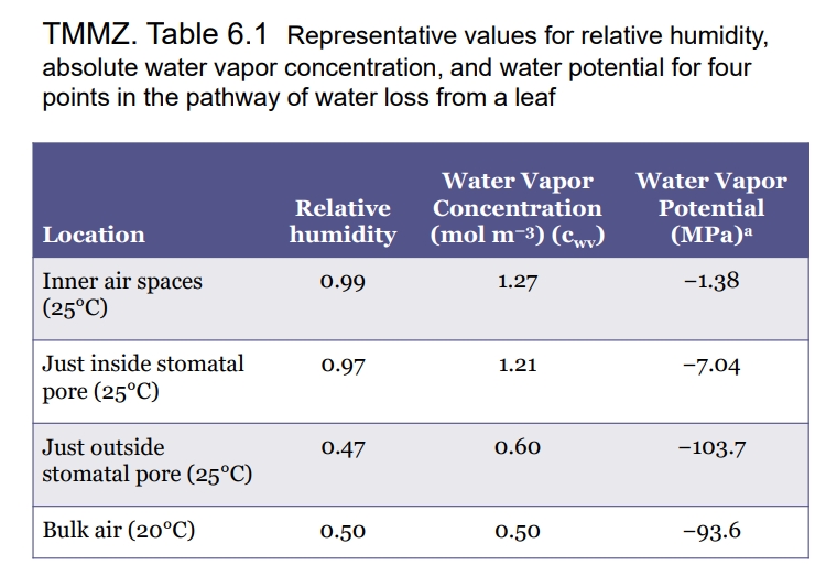 <ul><li><p>Plants continuously transpire and photosynthesize, driving water movement from roots to leaves and out into the atmosphere.</p></li><li><p>Water vapor diffuses from the moist inner air spaces of the leaf to the drier outside air</p><ul><li><p>This process is transpiration and its driven by:</p><ul><li><p>differences in humidity and vapour concentration (high humidity to low humidity)</p></li><li><p>differences in water potential (higher water potential (less negative) to lower water potential (more negative)</p></li></ul></li></ul></li></ul><p></p>