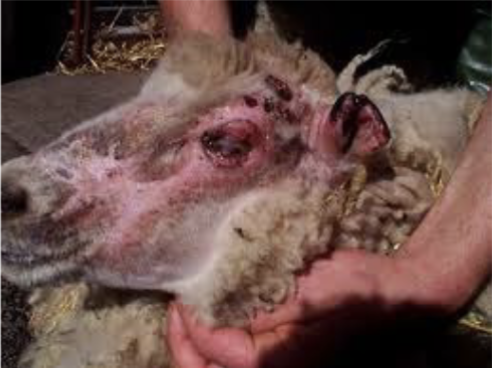 <p>secondary → more frequent</p>