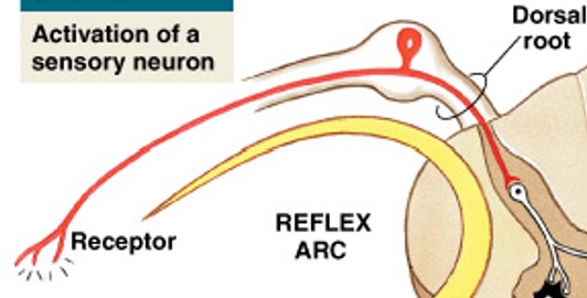 <p>Which step of a neural reflex is:</p><ul><li><p>Activation of sensory neuron</p></li><li><p>Graded depolarization</p></li></ul><p></p>