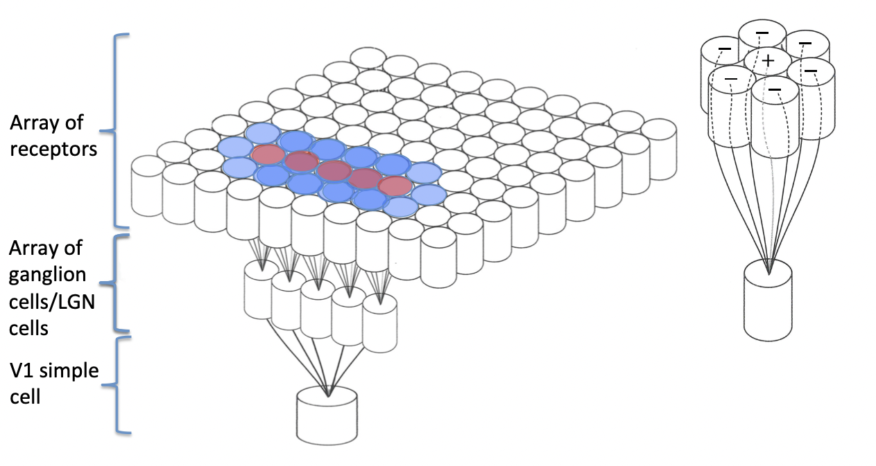 <p>Elongated; respond best to lines, bars and edges</p><p>Looking at a whole array of ganglion cells<span>&nbsp;</span></p><ul><li><p><span>These are connected to the V1 simple cell</span></p></li><li><p>Looking at this, you can see the lines, bars and edges aspect of the V1 receptive field</p></li></ul>