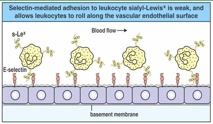 <ul><li><p>Density of selectins on endothelial cells inc closer to site of infection </p><ul><li><p>Many endothelial cells are displayed P and E selectin here </p></li></ul></li><li><p>The inc associations between selectins and the ligands on neutrophils flows their movement </p></li><li><p>They are no undergoing slow-rolling </p></li></ul><p></p>