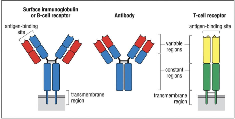 <ul><li><p><strong>B cells:</strong> B-cell receptor / surface immunoglobulin (has transmembrane region), antibody (circulating)</p></li><li><p><strong>T cells:</strong> T-cell receptor (TCR)</p></li><li><p><strong>Most of receptor:</strong> constant region (defines effector function)</p></li><li><p><strong>Small variable region:</strong> tips are <strong><u>hyper-variable</u></strong> determines <strong>antigen specificity</strong></p></li></ul><p></p>