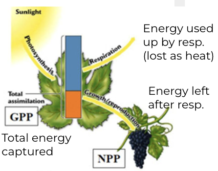 <p>NPP = GPP - RL</p><ul><li><p>NPP = Net Primary Productivity</p></li><li><p>GPP = Gross Primary Productivity</p></li><li><p>RL = Respiration Loss</p></li></ul><p></p>