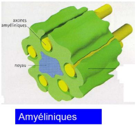 <p>Les cellules gliales <span style="color: rgb(244, 0, 0);"><span>accompagnent </span></span>les fibres amyéliniques. <span style="color: rgb(255, 0, 0);"><span>Une cellule gliale va entourer plusieurs axones</span></span>. Ces axones peuvent posséder un <span style="color: rgb(0, 253, 12);"><span>mésaxone</span></span>. C'est une partie où la couverture n'est pas parfaite et où le repli est visible. Beaucoup d’autres sont dit <span style="color: rgb(83, 112, 228);">« axones nus »</span>.</p>