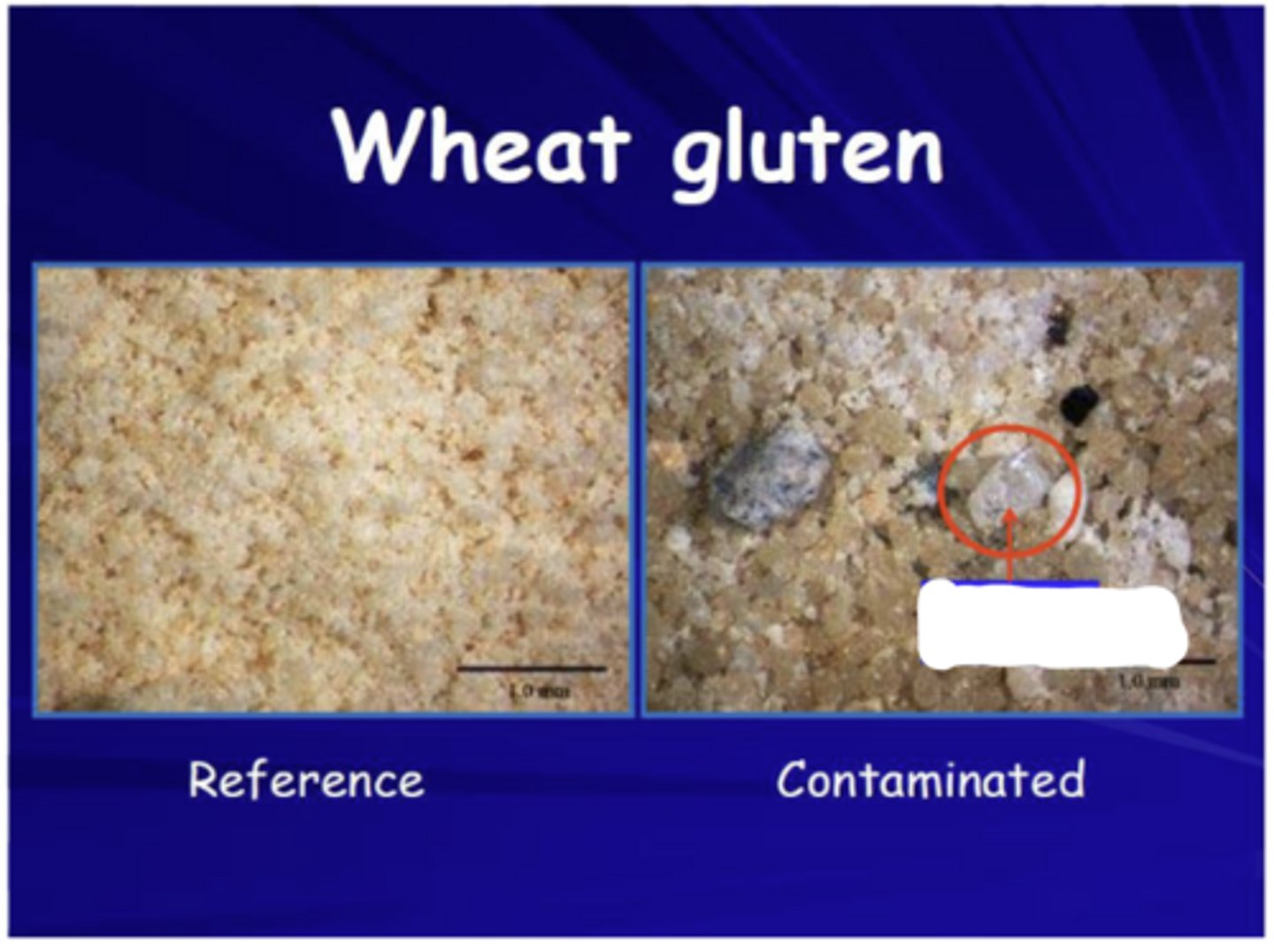<p>What is this wheat gluten contaminated with?</p>