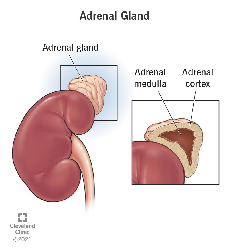 <p>suprarenal gland; composed of adrenal cortex and adrenal medulla; two small, pyramid-shaped endocrine glands located onto of the kidneys; crucial role in producing hormones that regulate various bodily functions; most notable hormone is cortisol</p>