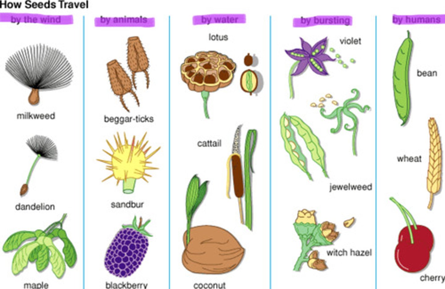 <p>windblown fruits, aherent fruits, fleshy fruits (through wind, animals and water)</p>