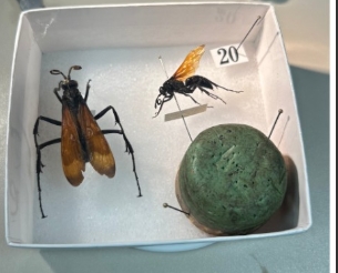 <p>Name the family and a diagnostic feature. What does it feed on as a larva?</p>