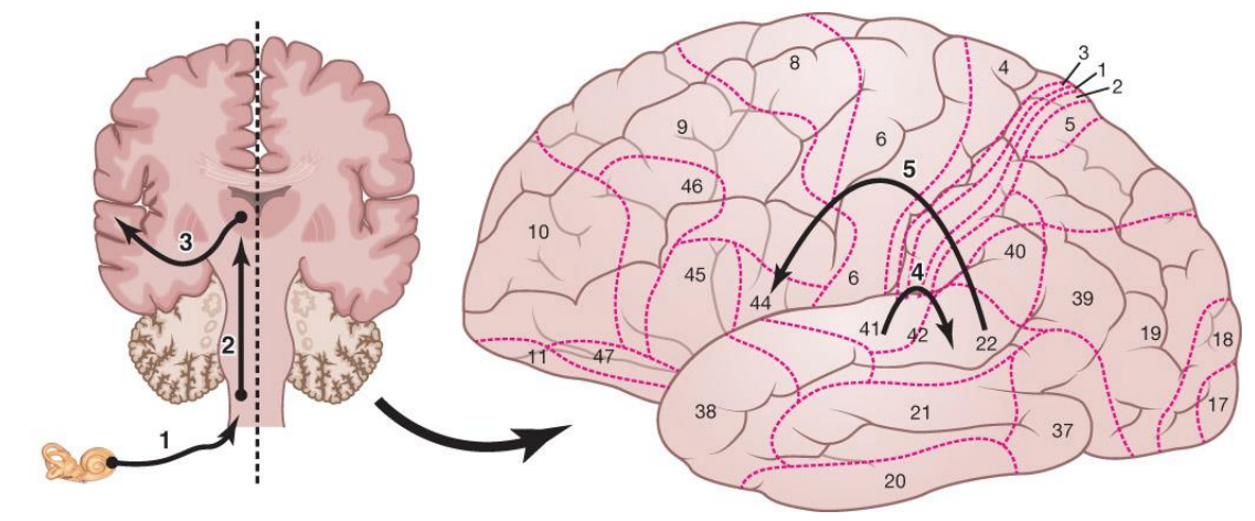 <ol><li><p>ear converts acoustic energy into electrochemical energy and transmits it to the brainstem via cranial nerve VIII </p></li><li><p>The brainstem sends this information to the thalamus </p></li><li><p>The thalamus relays the information to the primary auditory cortex (A1=BA41/BA42) for signal processing </p></li><li><p>A1 routes to Wernicke’s area (BA22) for meaning attachment </p></li><li><p>Wernicke’s area projects to Broca’s area (BA44/BA45) for higher-level syntactical processing</p></li></ol><p></p>