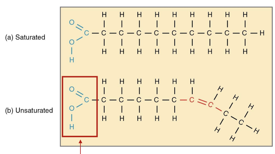<ul><li><p>saturated - the hydrocarbon chains in saturated fatty acids are linked by single bonds, giving them a higher melting point because they can pack better together</p></li><li><p>unsaturated - cis double bonds in the hydrocarbon chain create a kink in the molecule, making the section very hydrophobic, and the double bonds decrease the melting point of the fatty acids</p></li></ul><p></p>