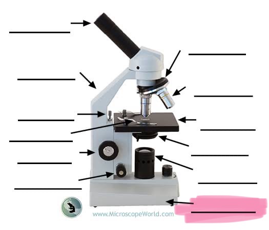 <p>label the highlighted </p>