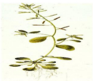 <p>plant</p>