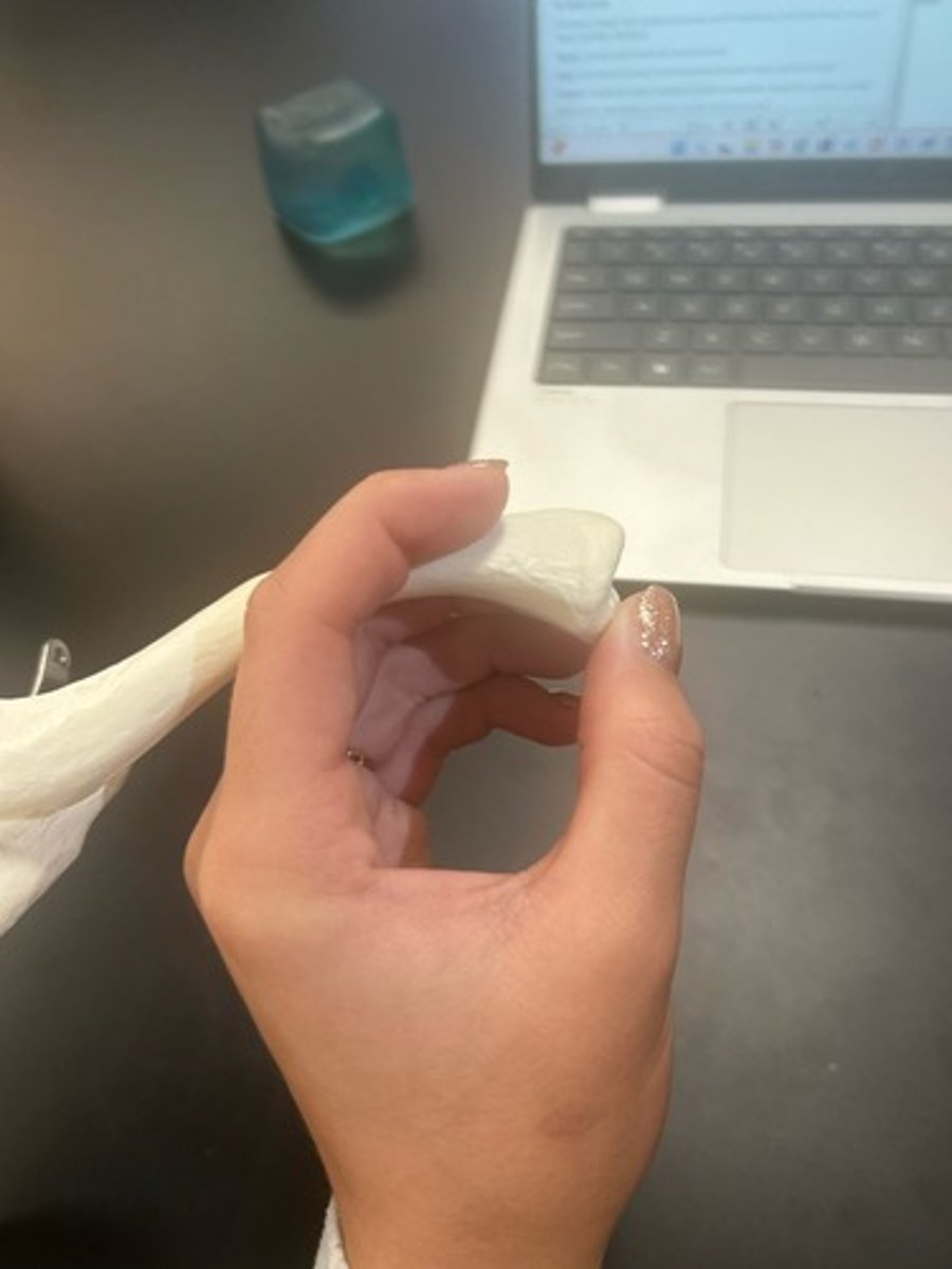 <p>name the bone</p>