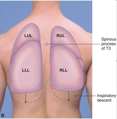 <p><span>Posterior Lung Fields</span></p>