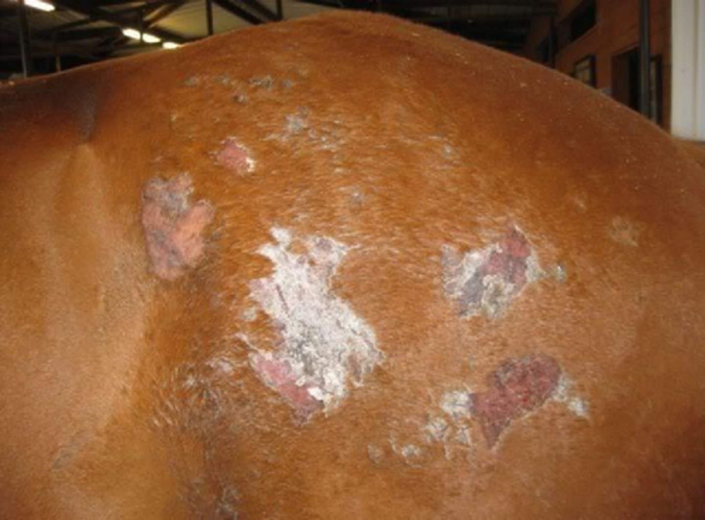 <p>what type of pemphigus</p>