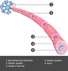 <ol start="2"><li><p><span>a fatty, insulating layer that surrounds and protects nerve fibers (axons) in the central and peripheral nervous systems</span></p></li></ol><p></p>