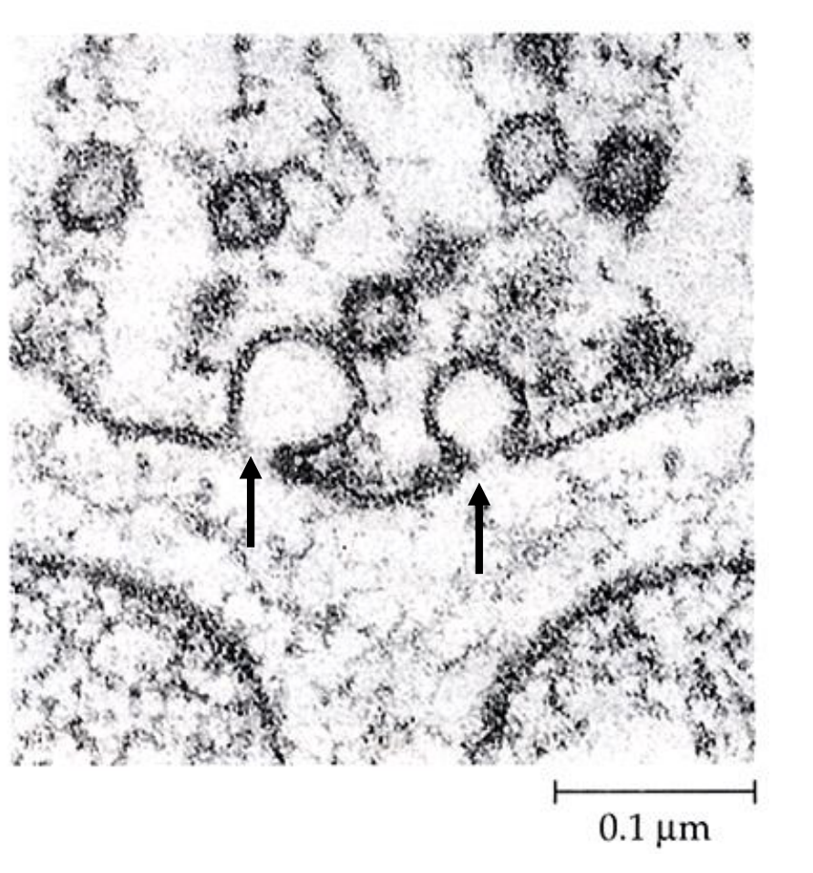 <p>Electron microscopy provides evidence of vesicle fusion (“____________”)</p>