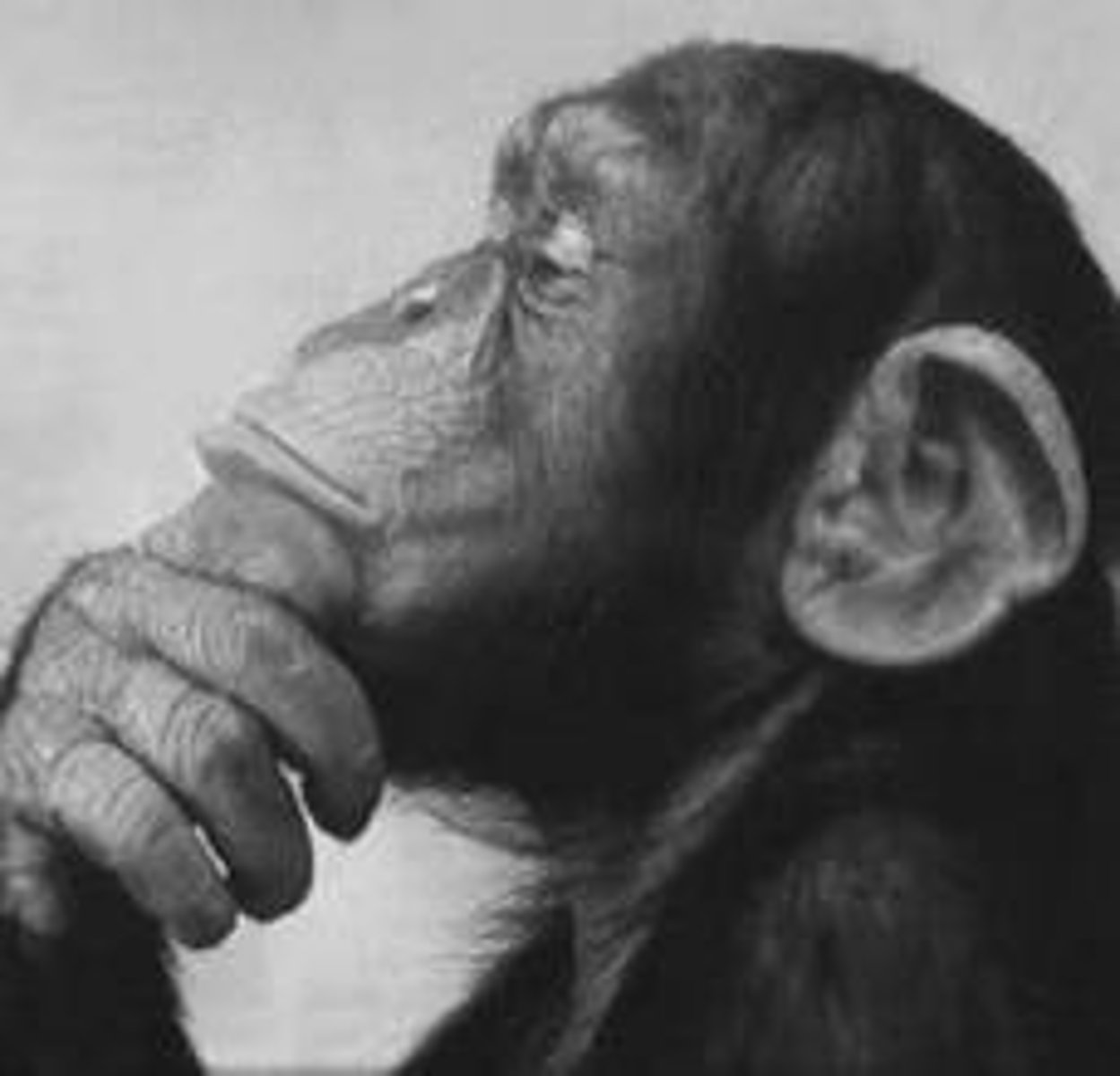 <p>(verb) to meditate, think about at length.</p><p>Synonyms: ponder</p>