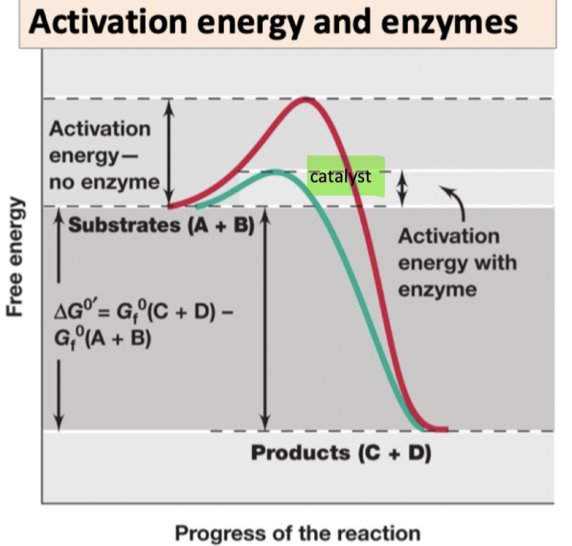 Enzymes are the catalysts of the biological world

Allow you to go past the activation energy as they reduce the energy activation requirement

     